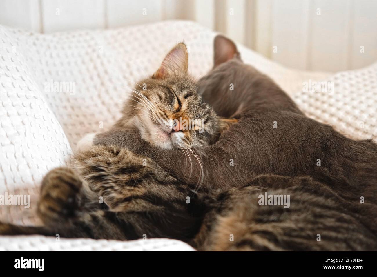 Luna e Simba descansando juntos